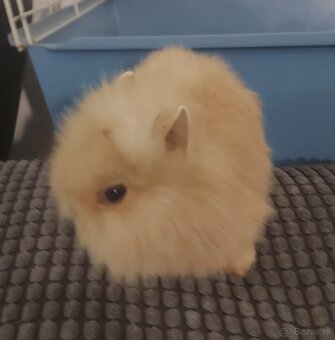 Predám zakrslých zajačikov - 4