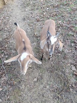 Podielové AN kozičky - 4