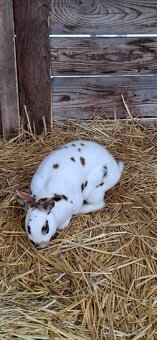 Predám malý chov mäsových králikov. - 4