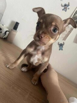 ČIVAVA ŠTENIATKÁ🐾 - 4