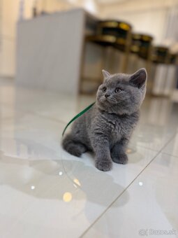 Britske maciatka - 4