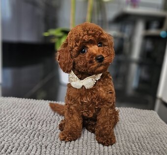 Trpasličí pudl, pudel, Miniature Poodle - 4