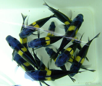 Tropheus nkonde bright yellow, moliro , maswa , ikola - 4