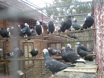 Predám poštové holuby - 4