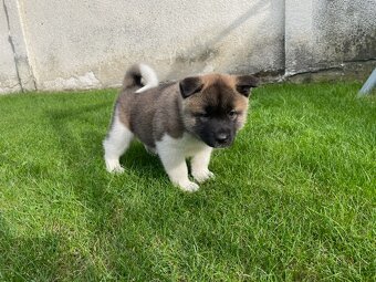 Americká Akita - 4