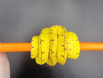Morelia Viridis - 4