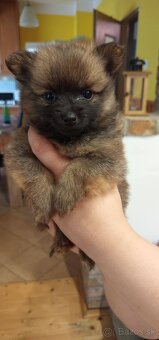 Pomeranian spic - 4