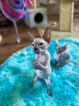 Don Sphynx s PP - 4