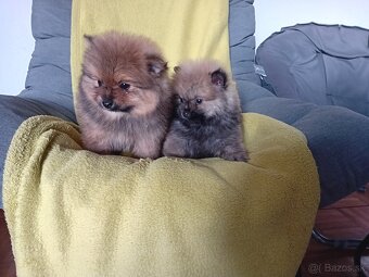 POMERANIAN - 4