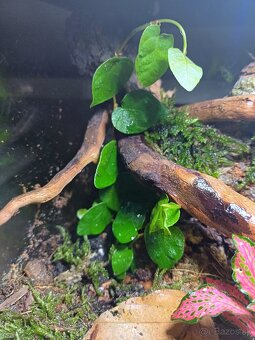 Terárium - 4