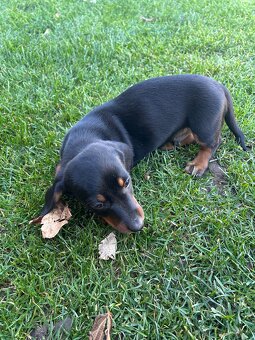 Jazvečík krátkosrsty - 4