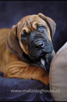 Tosa inu štěnata - přijímáme rezervace - 4