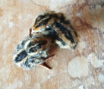 Prepeličie vajíčka - 4