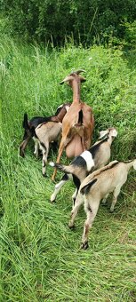 Predám 8 mesačne podielové AN kozičky - 4