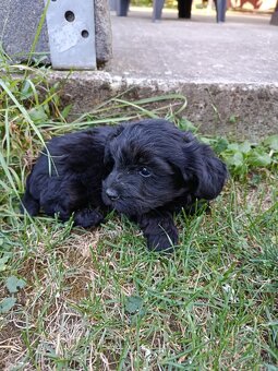 Yorkshirsky terier x toy pudel - /yorki poo/ - 4