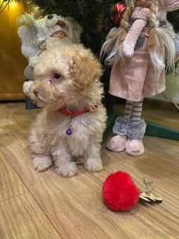 Pudel pudlik toy - 4