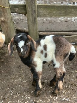 Rezervácia capkov - 4