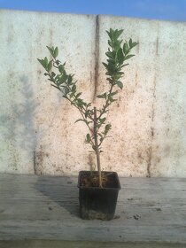Vtáčí zob - Ligustrum vulgare Atrovirens - živý plot - 4