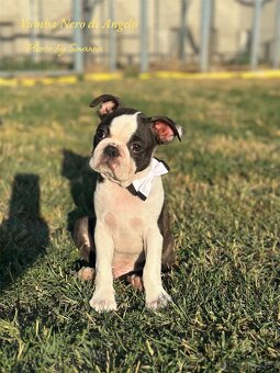 Boston Terrier - 4