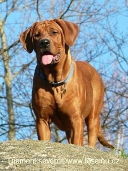 Tosa inu -rezervace na štěňátka černé i červené -podzim/zima - 4