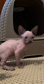 Sphynx mačiatka - 4