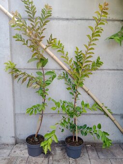 130-150 cm Myrta krepová biela (Lagerstroemia indica - 4