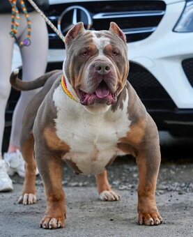 ŠTENIATKA AMERICAN BULLY XL/XXL - 4