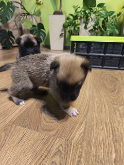 Predám šteniatka - 4