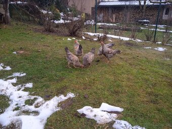 Kohúty Cream Legbar - 4