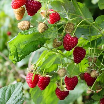 Predám maliny a iné korene a kríky. - 4