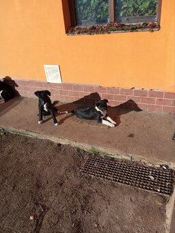 Predám šteňatá - 4