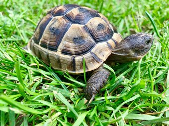 Suchozemská korytnačka - predám - 4