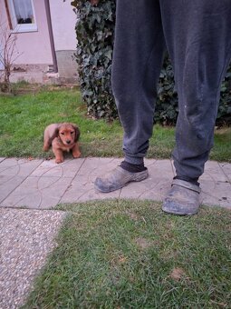 Jazvecik dlhosrsty - 4