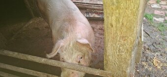 Predám prasatá - 4