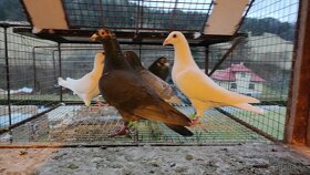 poštové holuby - 4
