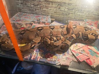 Boa Constrictor - 4