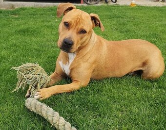 Fenka pitbull/staford - 4