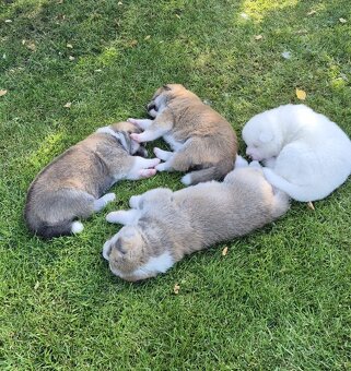 Akita Inu - šteniatka s rodokmeňom - 4