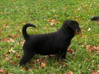 Rottweiler, rotvajler, rtw - 4