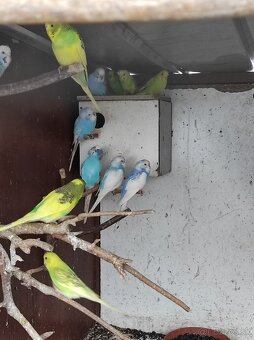 Andulka, andulky - 4