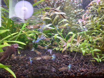 Japan Blue White Mosaic guppy - 4