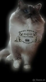 Ragdoll & Cherubim Pedigree - 4