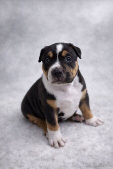 AMERICAN BULLY XL🩵💜 - 4