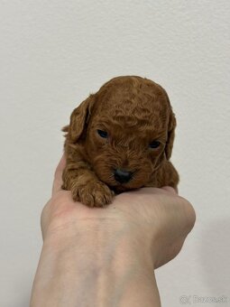 Pudel, pudlik toy/trpaslík - 4