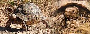Korytnačka, korytnačky, suchozemská, vodná, ostrohata - 4