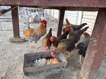 Vlaška rodofarebná - 4