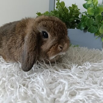 Minilop samička hneď k odberu - 4