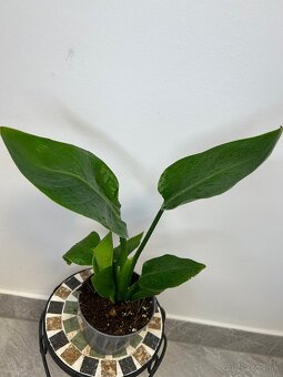 Strelitzia nicolai - 4