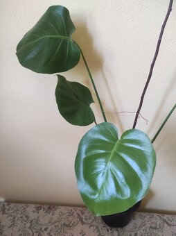 MONSTERA DELICIOSA - 4