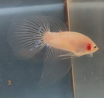 Bojovnica, betta, samec - 4